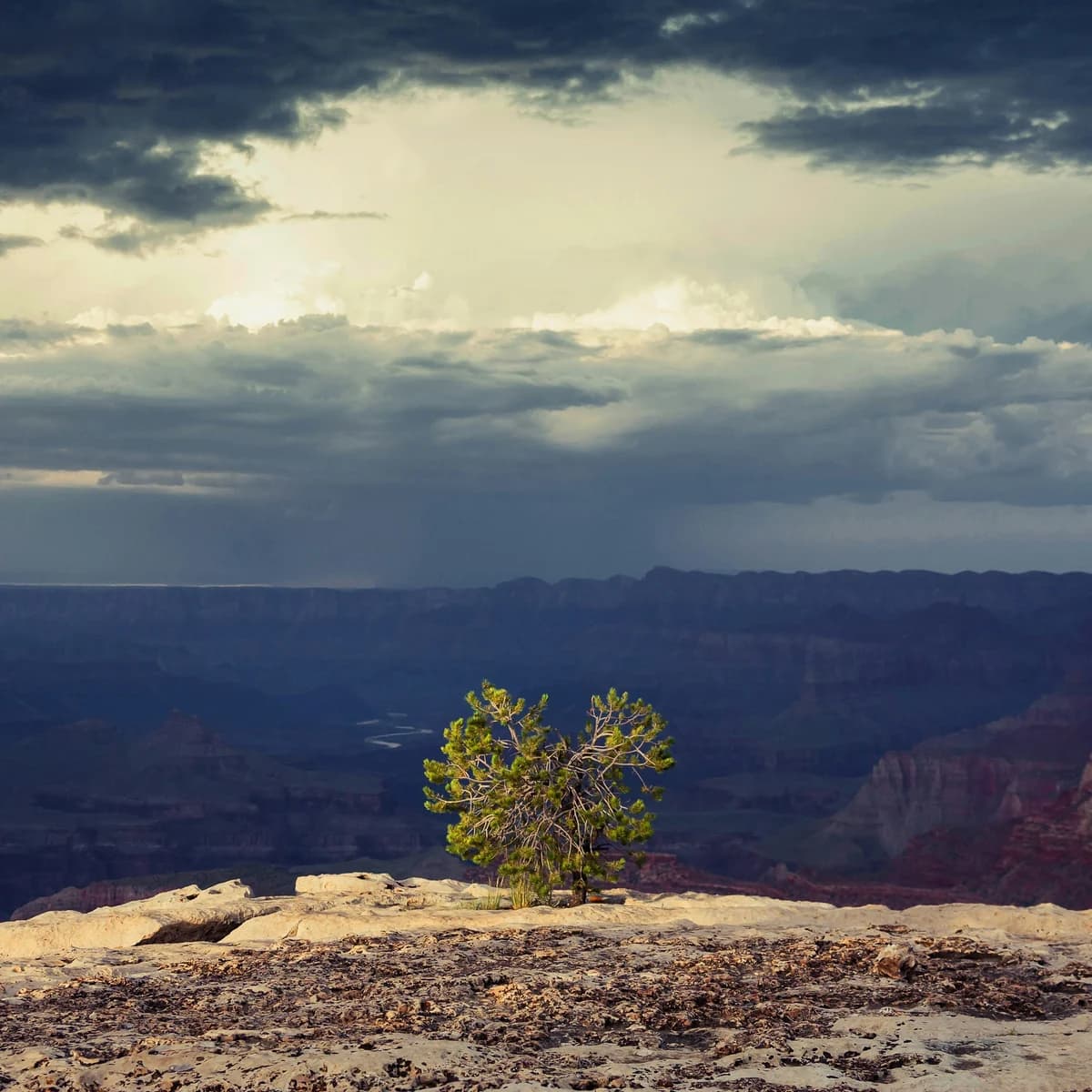 A lone pine tree on a rocky canyon rim, with layered canyon walls and heavy storm clouds behind it.